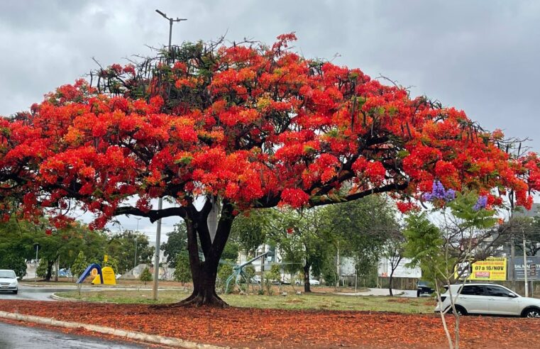 Floreamento do Flamboyant encanta população na Avenida Mestra Fininha