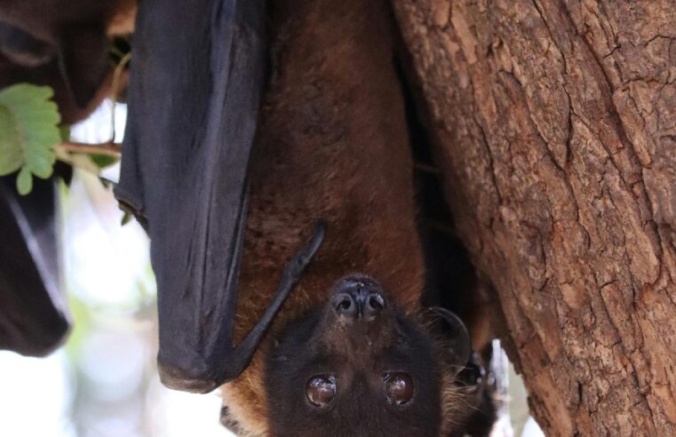 Prefeitura intensifica vacinação contra a raiva nos bairros Alterosa e Interlagos após identificação de morcego contaminado