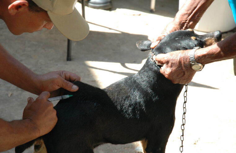 PROTEGENDO OS AMIGOS DE QUATRO PATAS | Vacinação antirrábica segue até sexta nos bairros Santa Rita I e Roxo Verde