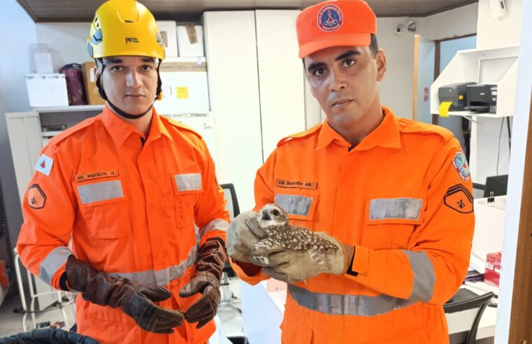 7º BBM de Januária realiza resgate de coruja em situação de risco em estabelecimento comercial