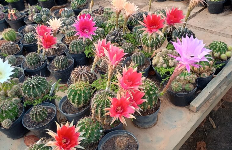 Montes Claros recebe exposição anual de orquídeas com entrada gratuita