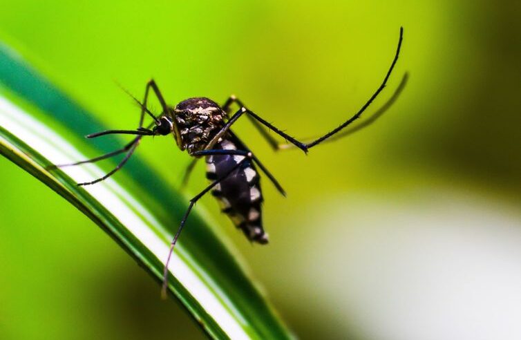 INDEPENDÊNCIA OU MORTE | Neste sábado, você está convocado para mais uma batalha contra o mosquito, dessa vez no Grande Independência