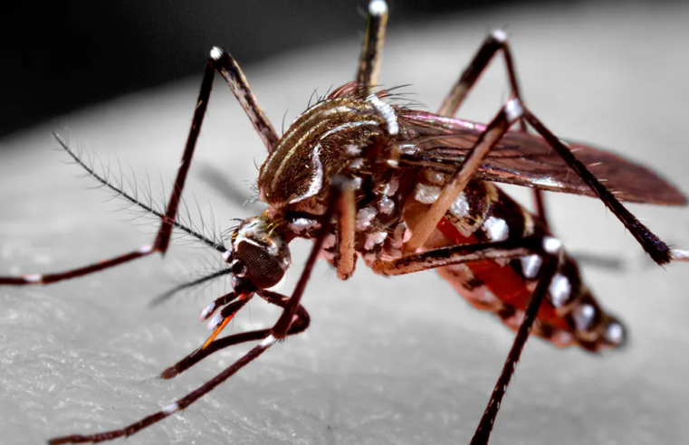 Boletim mostra Montes Claros com queda de 16 casos de febre chikungunya