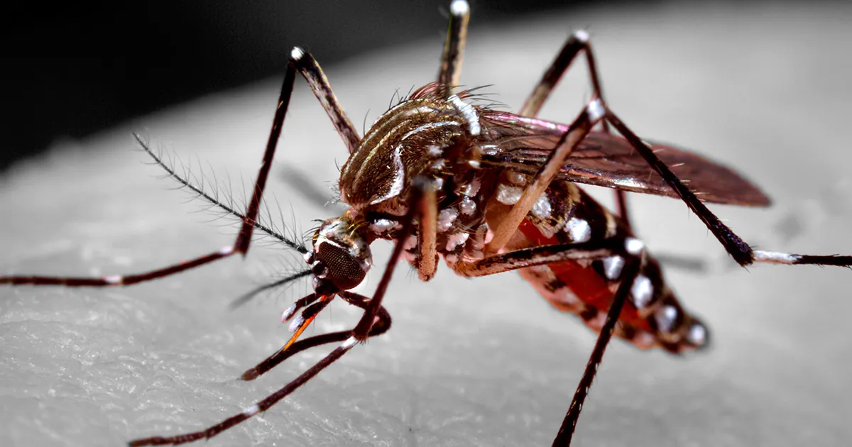 Boletim mostra Montes Claros com queda de 16 casos de febre chikungunya