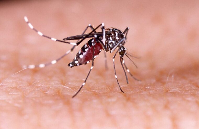 Montes Claros registra 141 casos de dengue em 2024