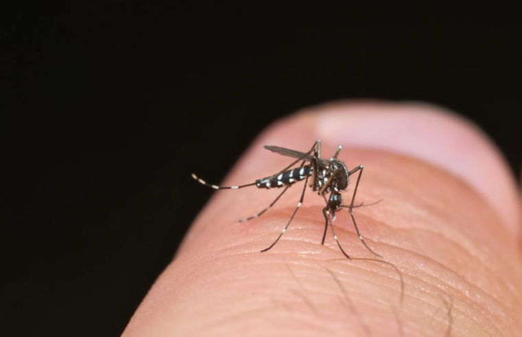 Montes Claros dobra casos de dengue e; triplica os de febre chikungunya
