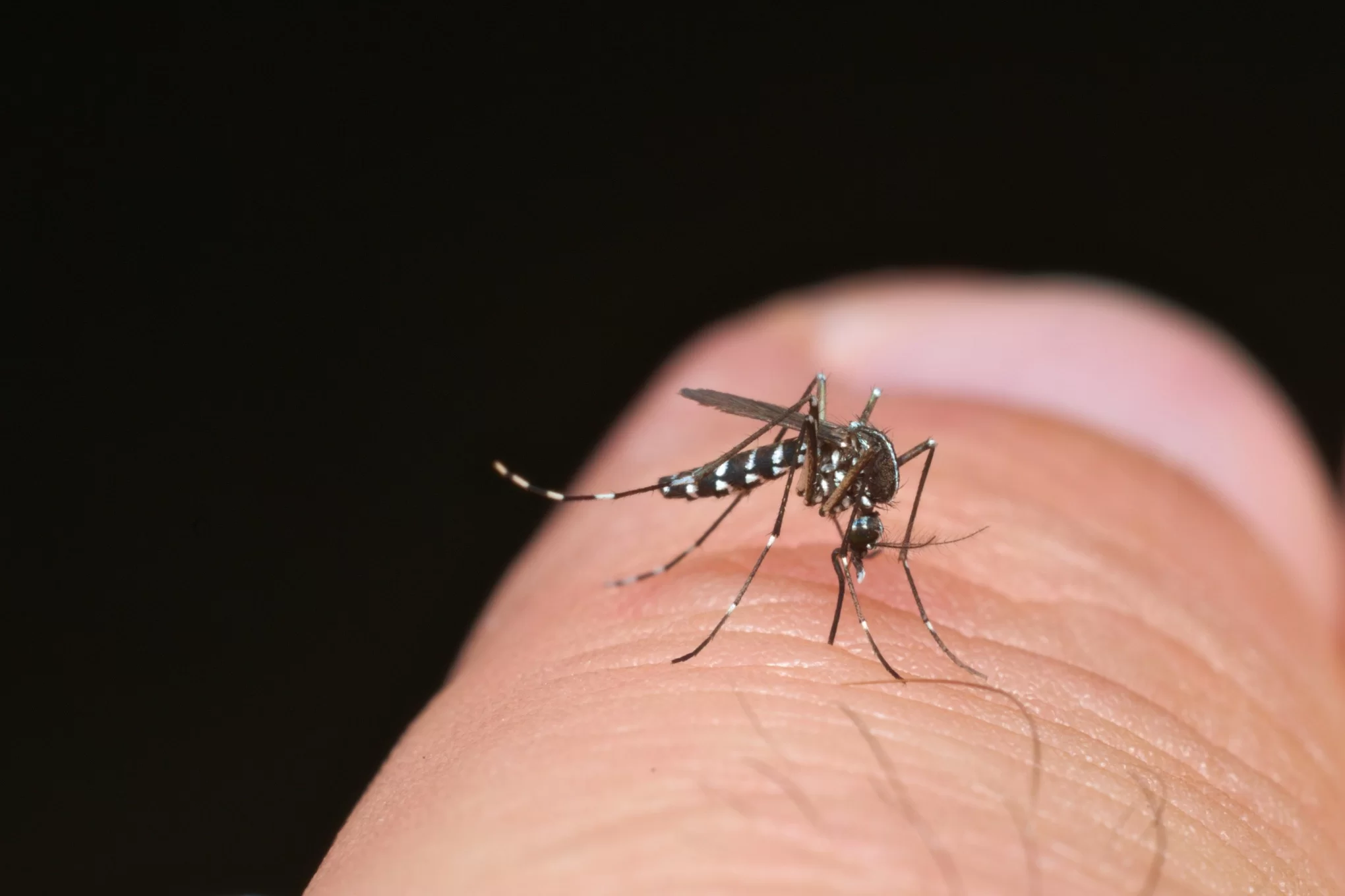 Montes Claros dobra casos de dengue e; triplica os de febre chikungunya