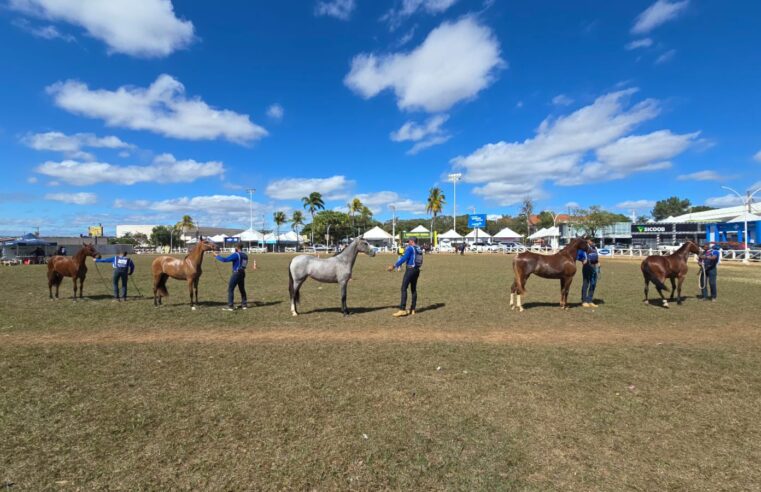 Mais de 200 inscritos movimentam Exposição do Mangalarga Marchador