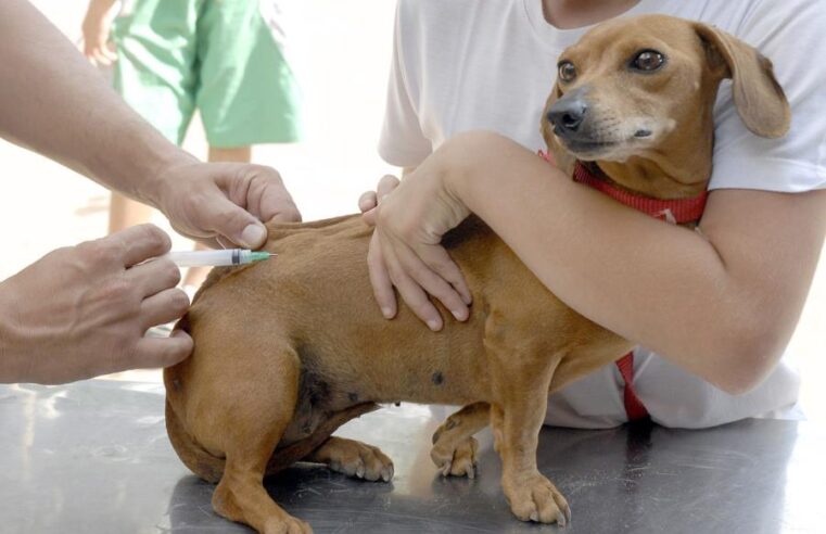 Saúde disponibiliza 4 mi de doses para vacinação anual de cães e gatos