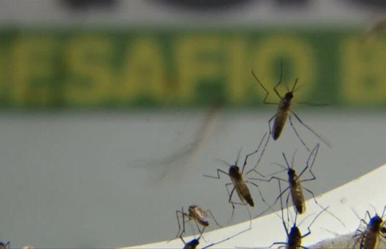 Laboratório pede incorporação da vacina contra dengue no SUS