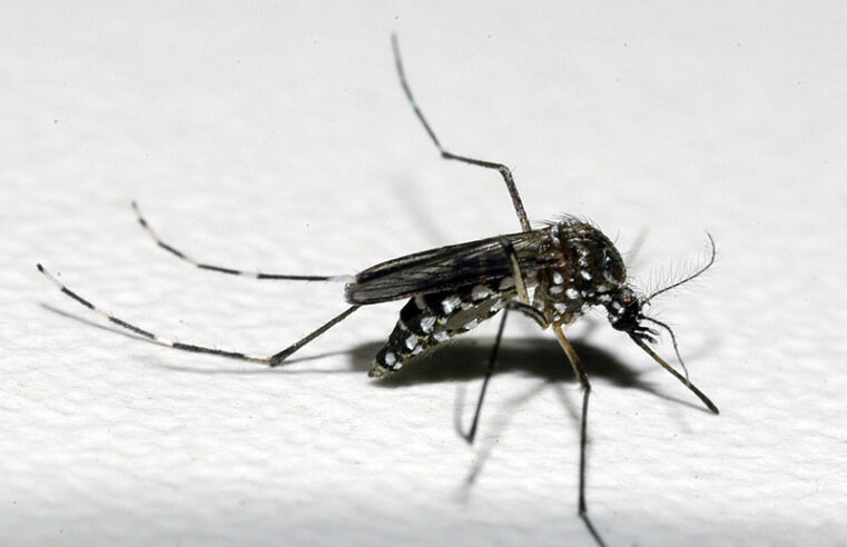 Secretaria de Estado de Saúde lança curso de manejo clínico de chikungunya