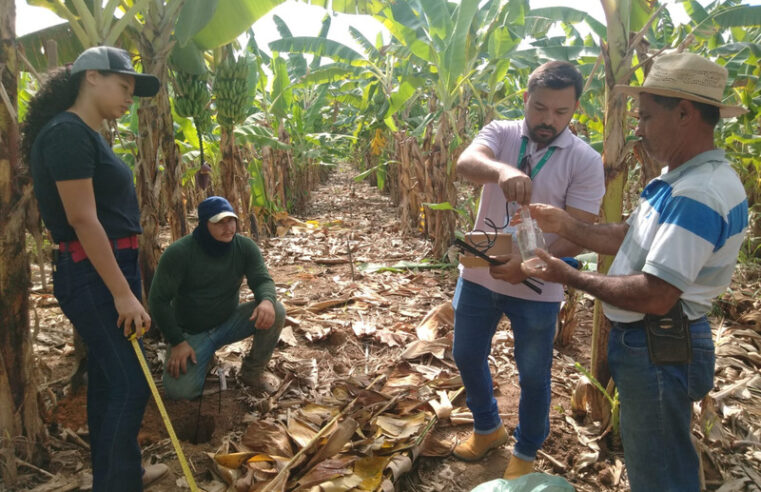 Projeto da Epamig testa técnica de irrigação de baixo custo na região do Jaíba