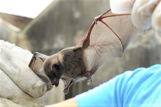Montes Claros sedia curso sobre boas práticas de manejo de morcegos