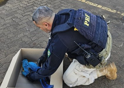 PRF auxilia no resgate a uma Arara-azul ferida em rodovia federal