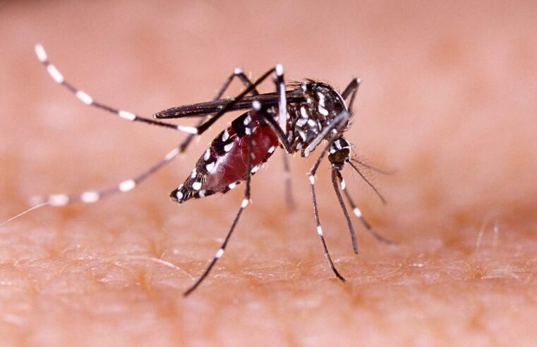 Boletim mostra Montes Claros ainda com alto índice de febre chikungunya