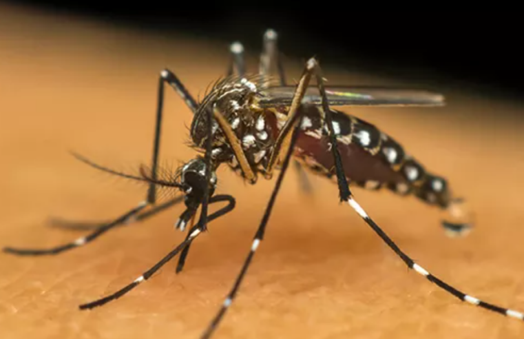 Minas Gerais registra mais de 165 mil casos prováveis de dengue em 2025 e acende alerta para arboviroses