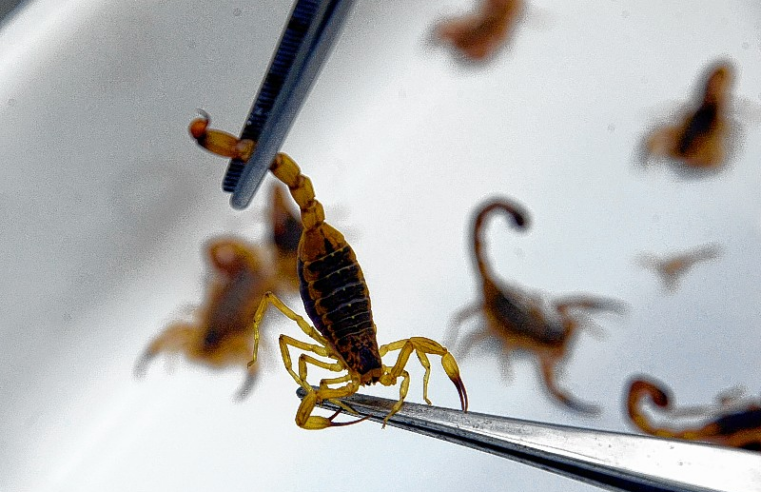 Hospital da Unimontes atende mais de 2,7 mil casos de picadas de escorpião em 2025