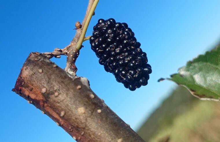 Dia de Campo reúne produtores rurais para difundir técnicas de cultivo de frutas de clima temperado