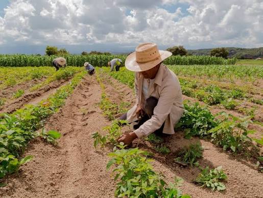 Agricultura familiar busca espaço na merenda escolar e abre mercado para produtores de São João do Paraíso