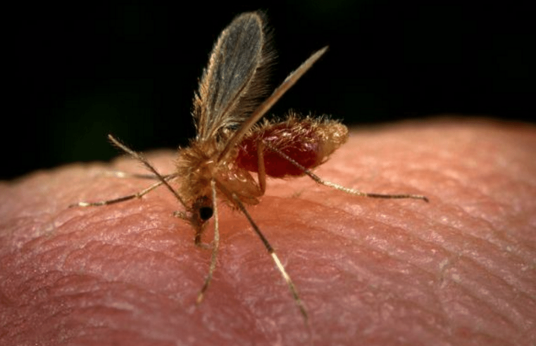 Verão e leishmaniose: como proteger seu pet na estação mais quente do ano