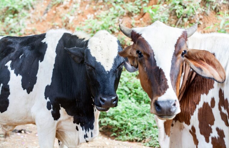 Minas Gerais atualiza legislação de defesa sanitária animal e reforça combate a doenças no rebanho