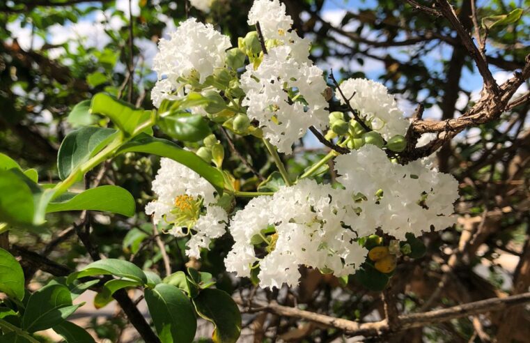 ESTAÇÃO DAS FLORES | Montes Claros celebra a chegada da primavera com cor, vida e bem-estar