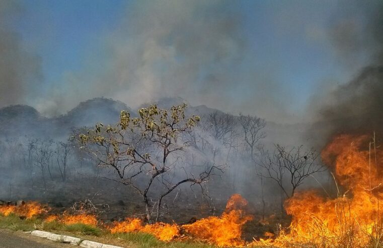 Cerrado tem um foco de fogo a cada 6 minutos, aponta Inpe