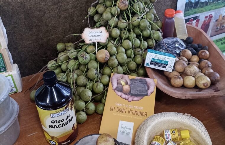 SABORES DO GERAIS | Projeto, que é uma parceria entre a Prefeitura e o Governo do Estado, vai lançar livro para divulgar as riquezas do cerrado