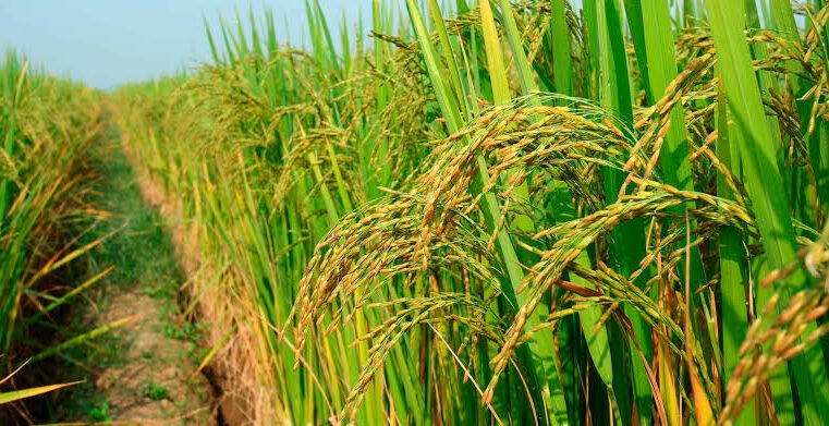 Epamig apresenta tecnologia para retomar cultivo de arroz em terras altas em Bocaiuva