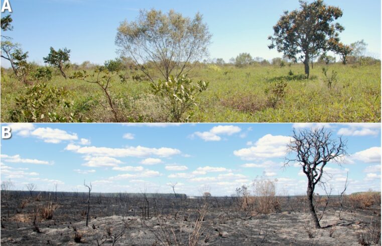 Pesquisa com colaboração da Unimontes sobre insetos e fogo no Cerrado é publicada em revista renomada internacional e repercute no The New York Times