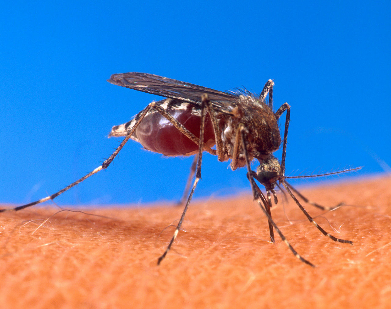 Prefeitura adquire testes rápidos anti-dengue