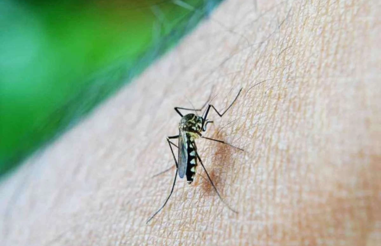 Montes Claros chega a 1.217 casos confirmados de dengue e 381 de febre chikungunya