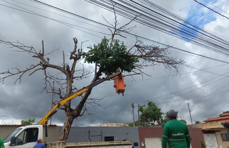 Prefeitura derruba árvore morta no Planalto