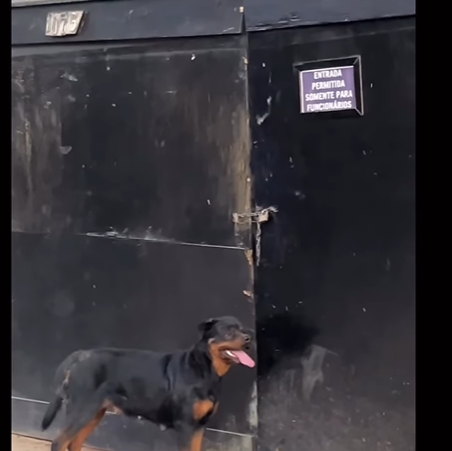 Ataque de rottweiler causa pânico e deixa cachorro gravemente ferido em Montes Claros