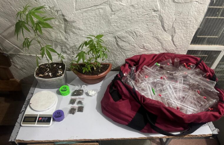 Polícia Militar descobre cultivo de maconha em casa no Bairro Vila Atlântida
