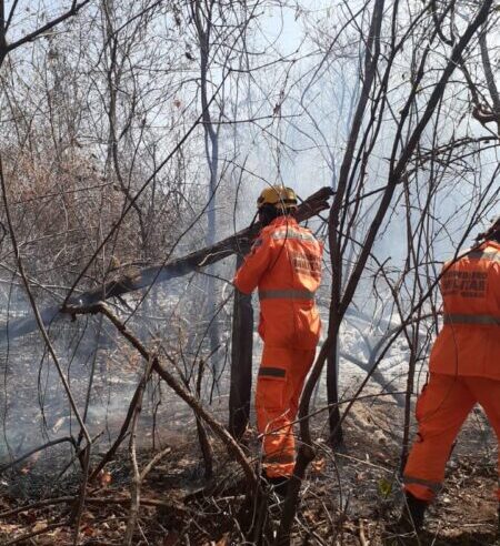 Bombeiros Combatem Incêndio em Vegetação Próxima ao Parque Lapa Grande