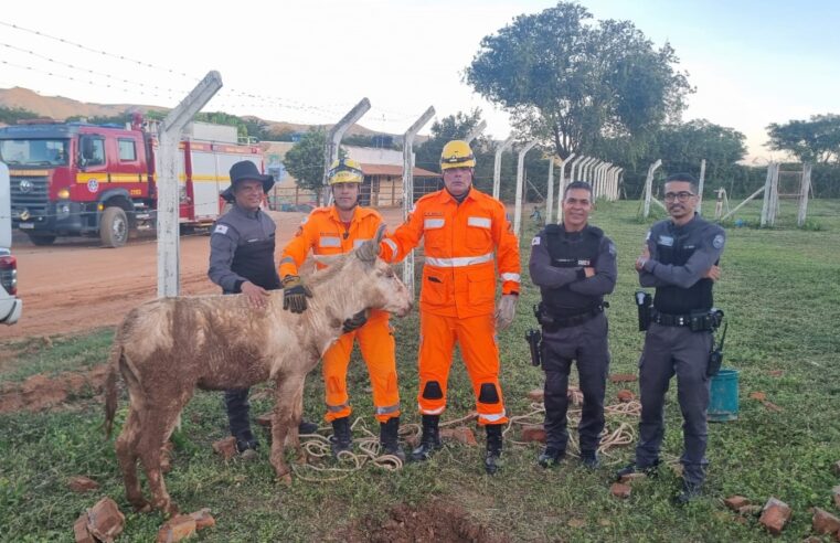 Bombeiros resgatam jumento preso em bueiro de 2,5 metros em Francisco Sá