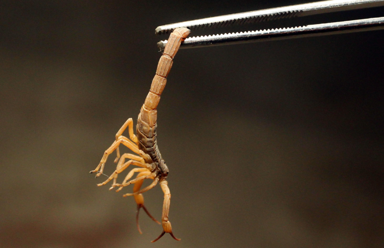 Criança de 3 anos e 9 meses morre após ser picada por escorpião em Salinas