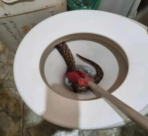 Moradores são surpreendidos por cobra dentro de vaso sanitário