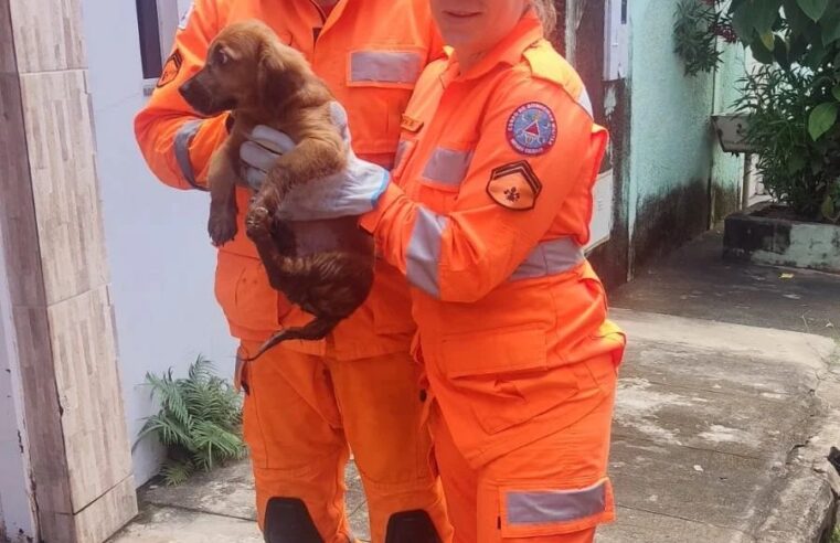 Filhote de cachorro é resgatado dentro de bueiro na Vila Guilhermina em Moc