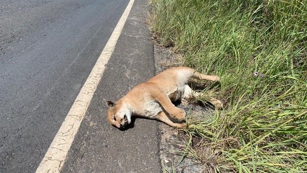 Onça-parda é encontrada morta em rodovia de Mirabela levanta preocupações sobre segurança viária