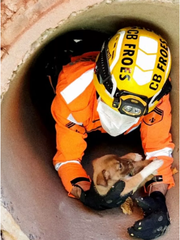 Bombeiros resgatam filhotes de cachorro que caíram em um bueiro