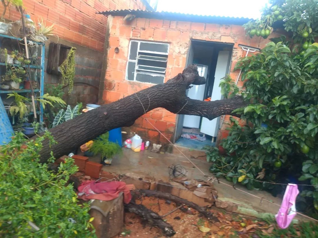 Corpo de Bombeiros é acionado após árvore de seis metros cair em residência