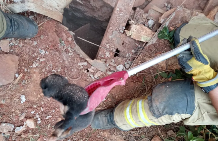 Filhote de cachorro é resgatado pelo Corpo de Bombeiros de fossa desativada
