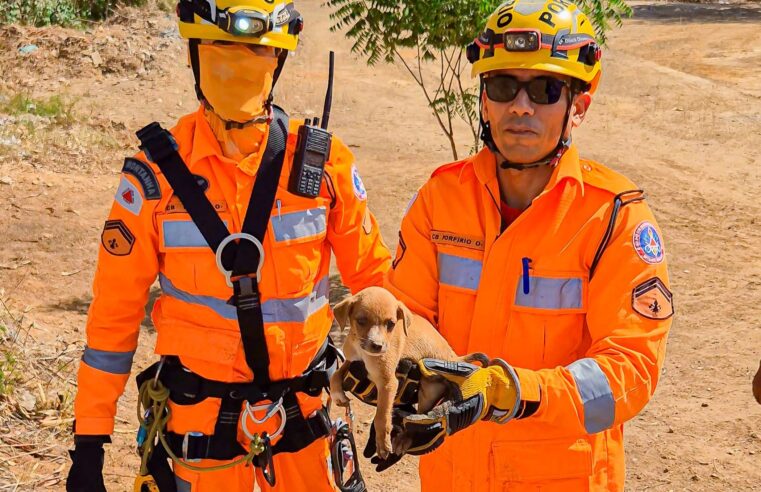 JANUÁRIA | Bombeiros resgatam filhote de cachorro em galeria fluvial