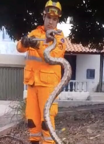 Bombeiros capturam jiboia em árvore no Bairro Sapucaia