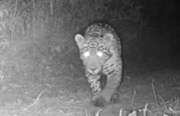 Onças na zona rural de Montes Claros? Fake News!