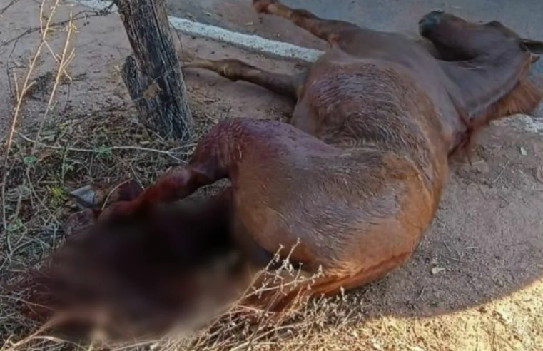 Maus-tratos | Cavalo é encontrado com patas quebradas e morre no Norte de Minas