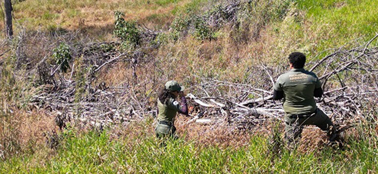 Operação de combate ao desmatamento suspende atividades ilegais e aplica R$ 30 milhões em multas