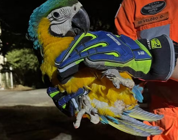 Arara-azul é resgatada em área urbana de Três Marias após fuga provocada por queimadas